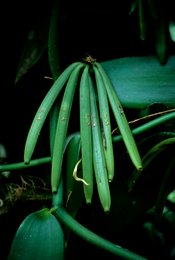 Agriculture;-Archipel-des-Comores;-Épice;-France;-Gousses;-Kaleidos;-Kaleidos-images;-La-parole-à-limage;-Laurent-Abad;-Liane;-Mayotte;-Océan-Indien;-Plante;-Stories-Pictures;-Vanille